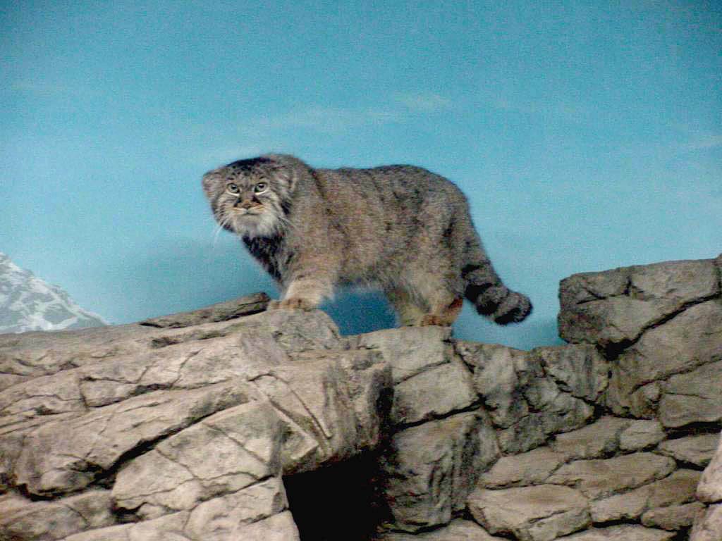 1024x768 Pallas Cat Wallpaper