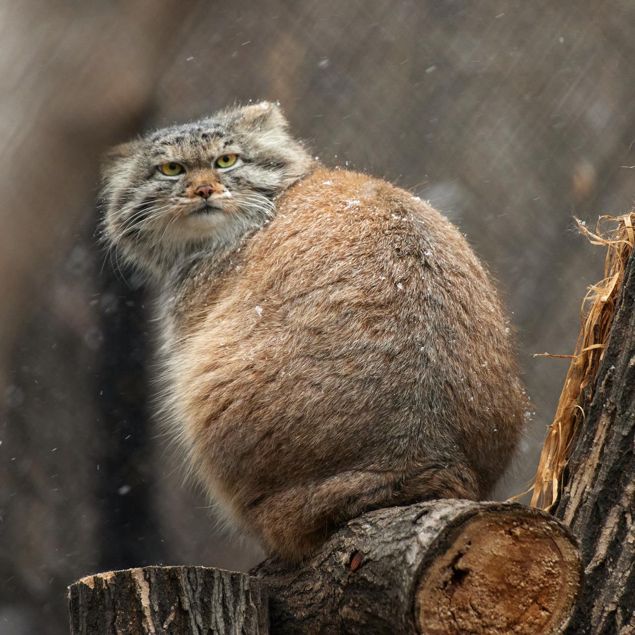 1280x1280 Pepe the Pallas's cat and the first snow