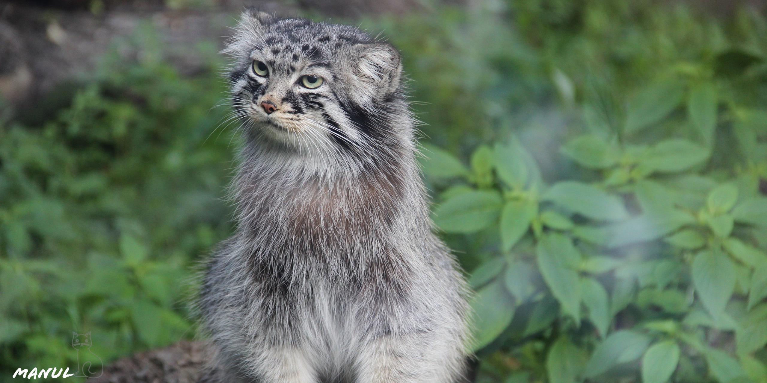 2560x1280 Manul Wild Cat HD Wallpaper For Your XFCE Desktop