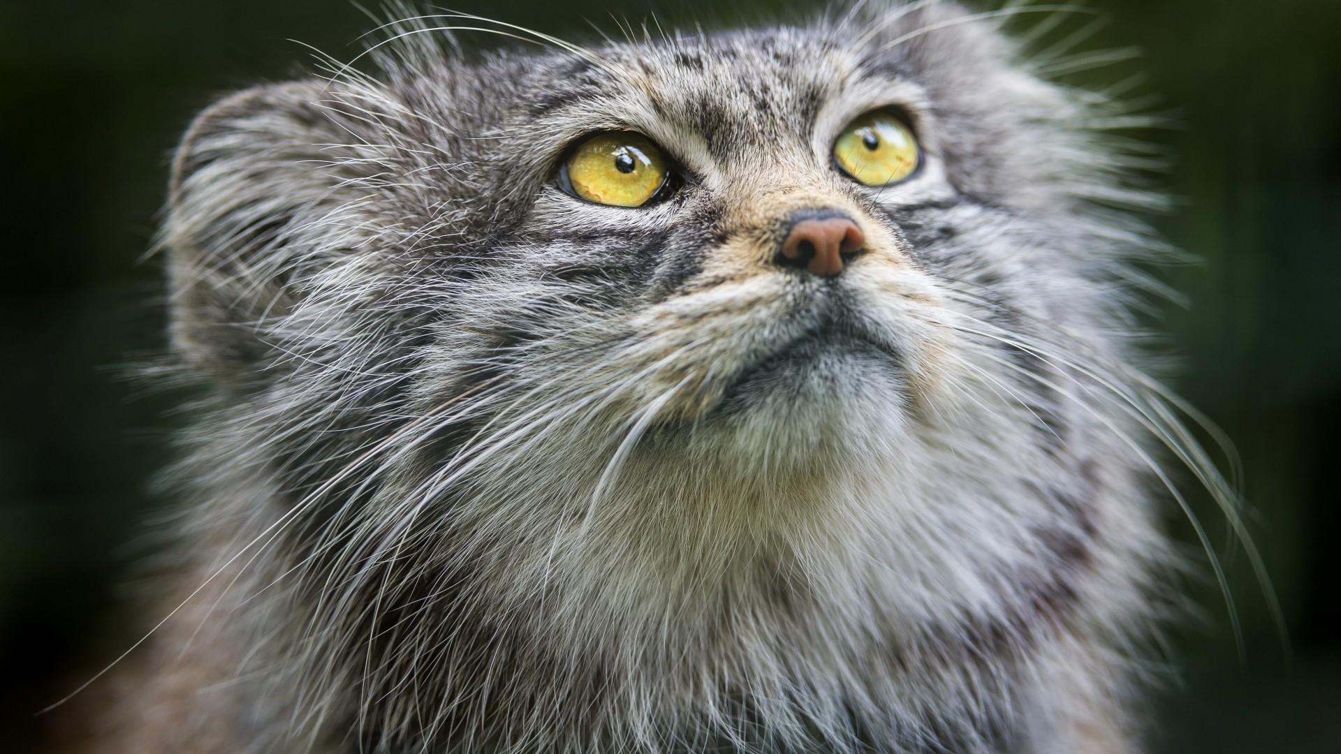 1920x1080 Pallas Cat, Glance Gallery HD Wallpaper