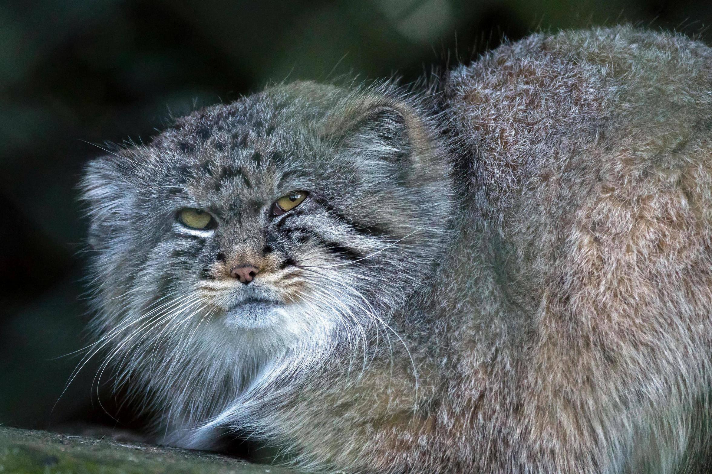 2352x1568 Littlebourne, Kent, UK, 2015. Pallas's Cat