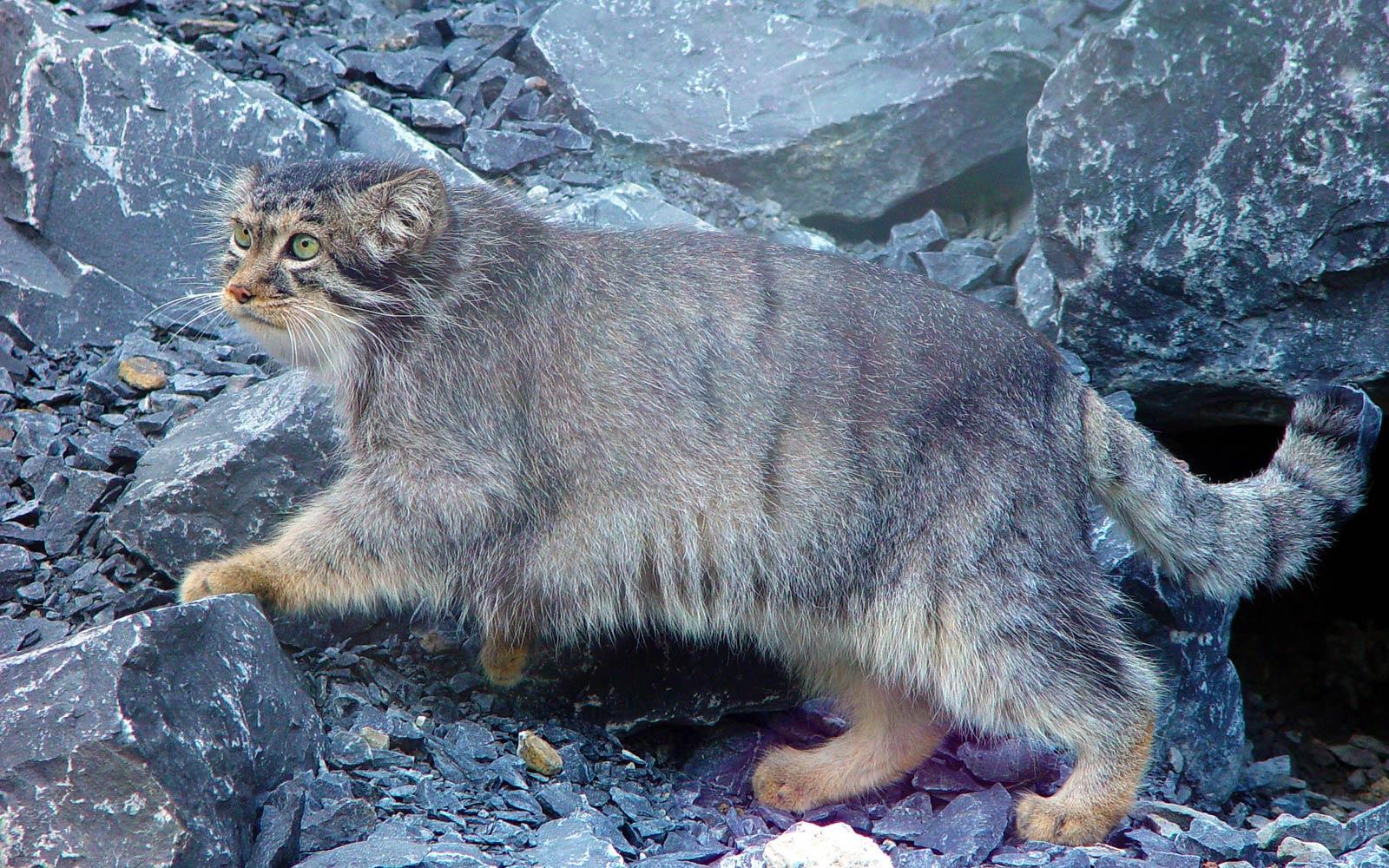 1600x1000 Pallas Cat Wallpaper