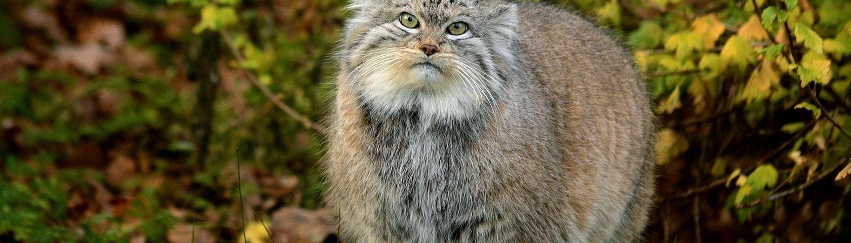 1680x480 Pallas' Cat • Image • WallpaperFusion by Binary Fortress Software