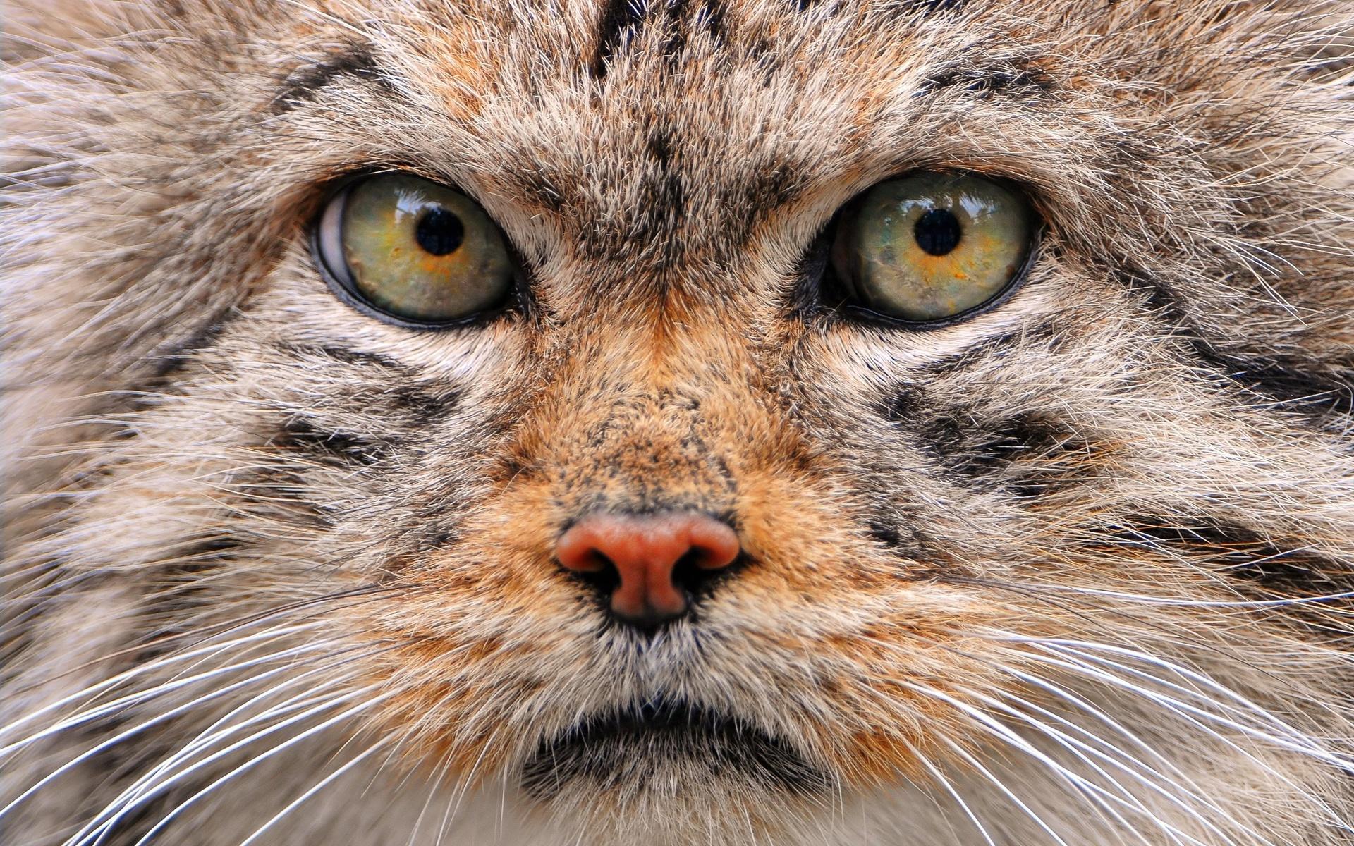 1920x1200 manul, A, Wild, Cat, Pallas Wallpaper HD / Desktop and Mobile Background