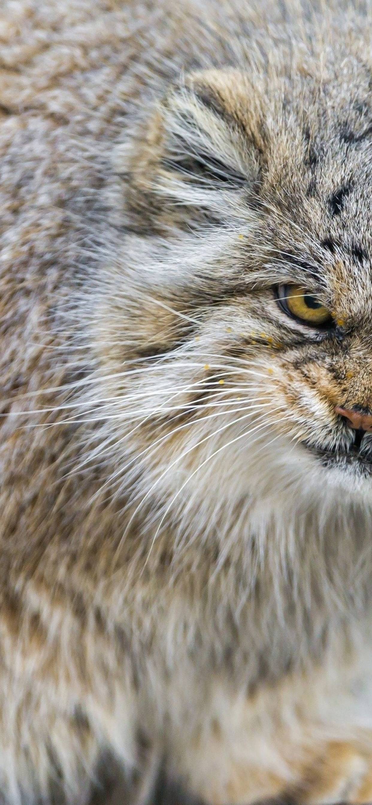 1242x2688 manul, cat, muzzle iPhone XS MAX Wallpaper, HD Animals 4K Wallpaper, Image, Photo and Background