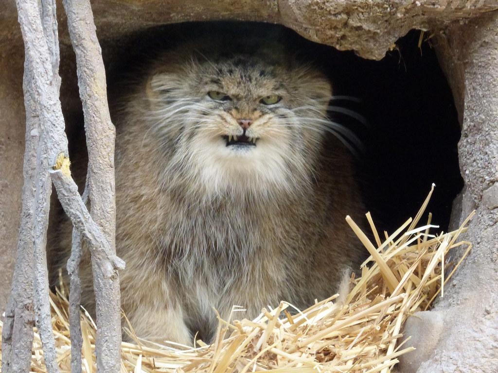 1024x768 Pallas Cat. In Hogle Zoo's Asian Highlands exhibit