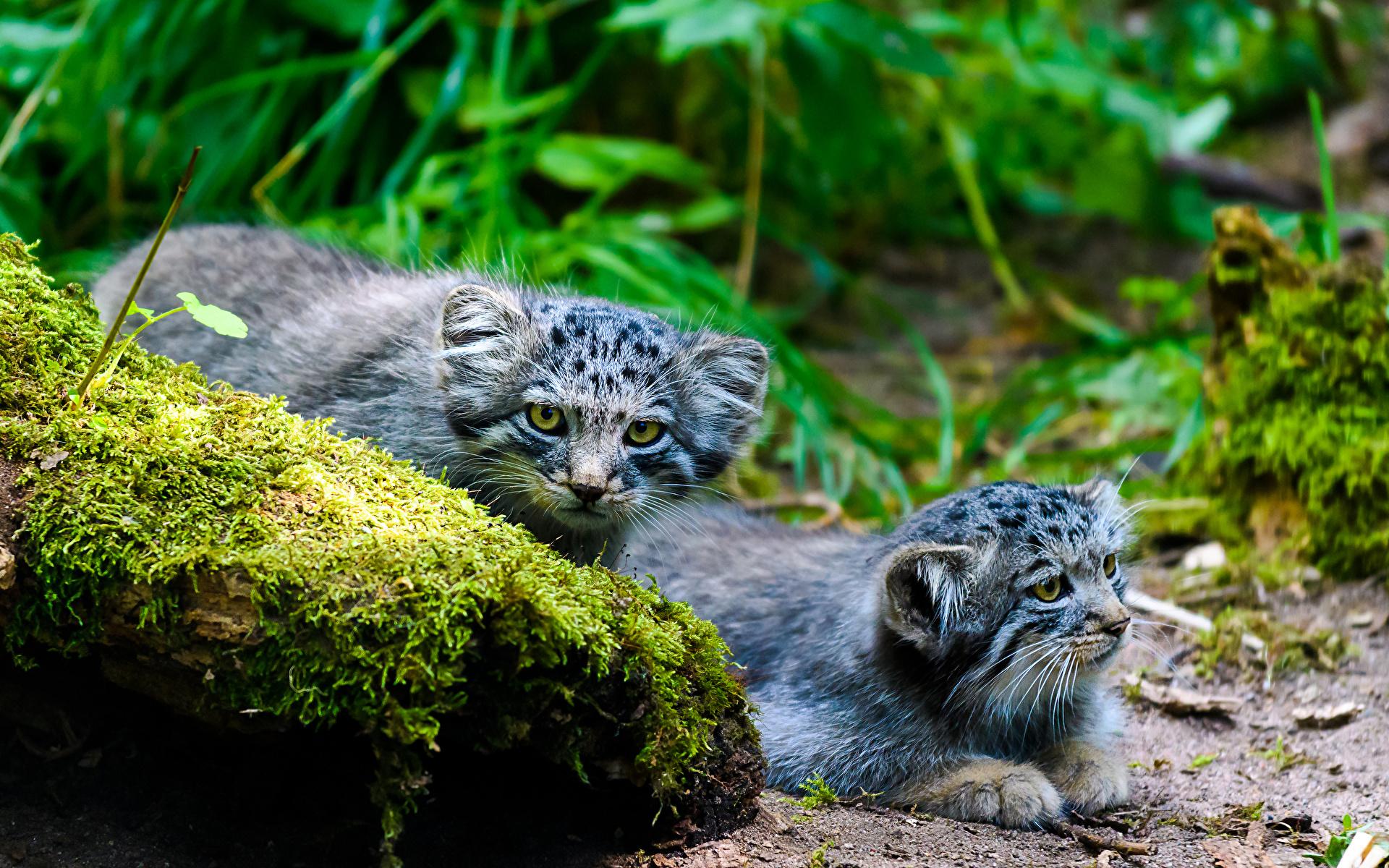 1920x1200 Photos Pallas Cat cat Two Moss stone Glance animal 1920x1200