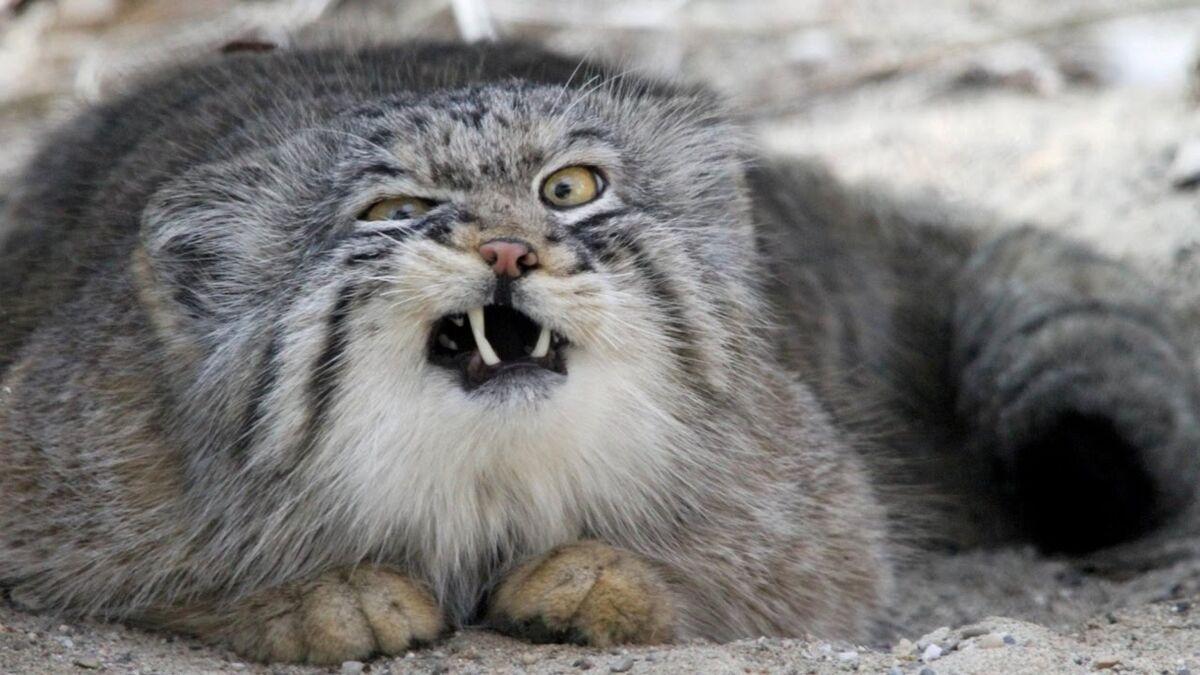 1200x675 Pallas' Cat. Cartoon Network Animals