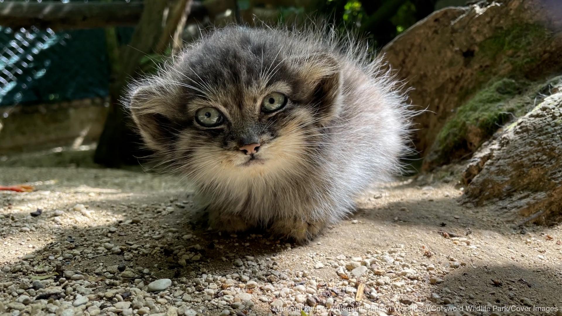1920x1080 Adorable Pallas's Cat Kittens Unveiled At Cotswold Wildlife Park On International Cat Day