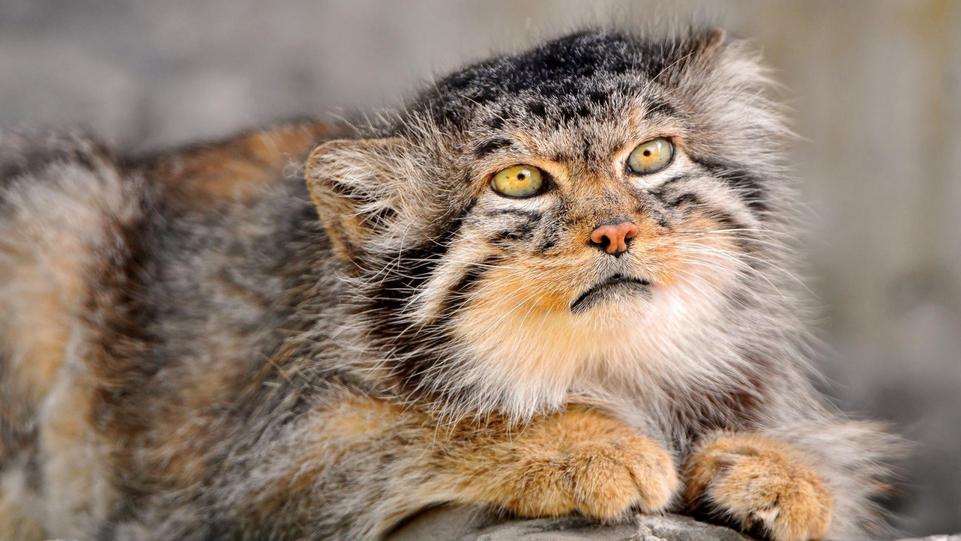 1920x1080 Awesome Pallas Cat Wallpaper Pin 6787. Wild Cats, Cute Cats, Cats