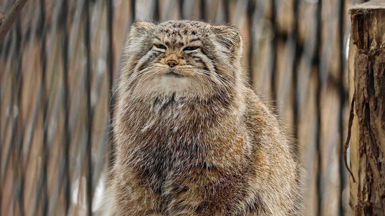 1280x720 Who disturbs a nap of a Pallas's cat?