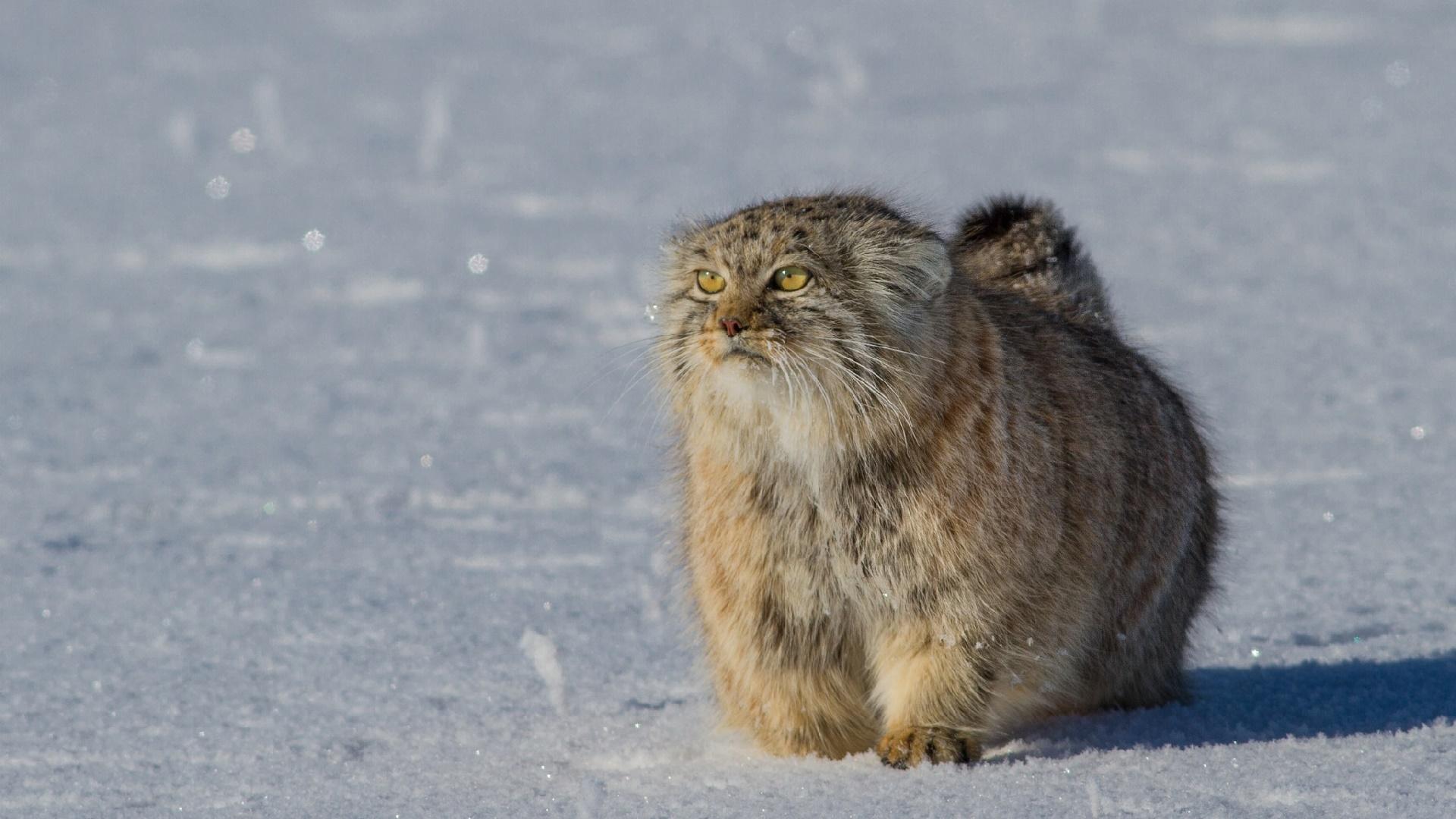 1920x1080 HD desktop wallpaper: Cat, Animal, Pallas's Cat download free picture