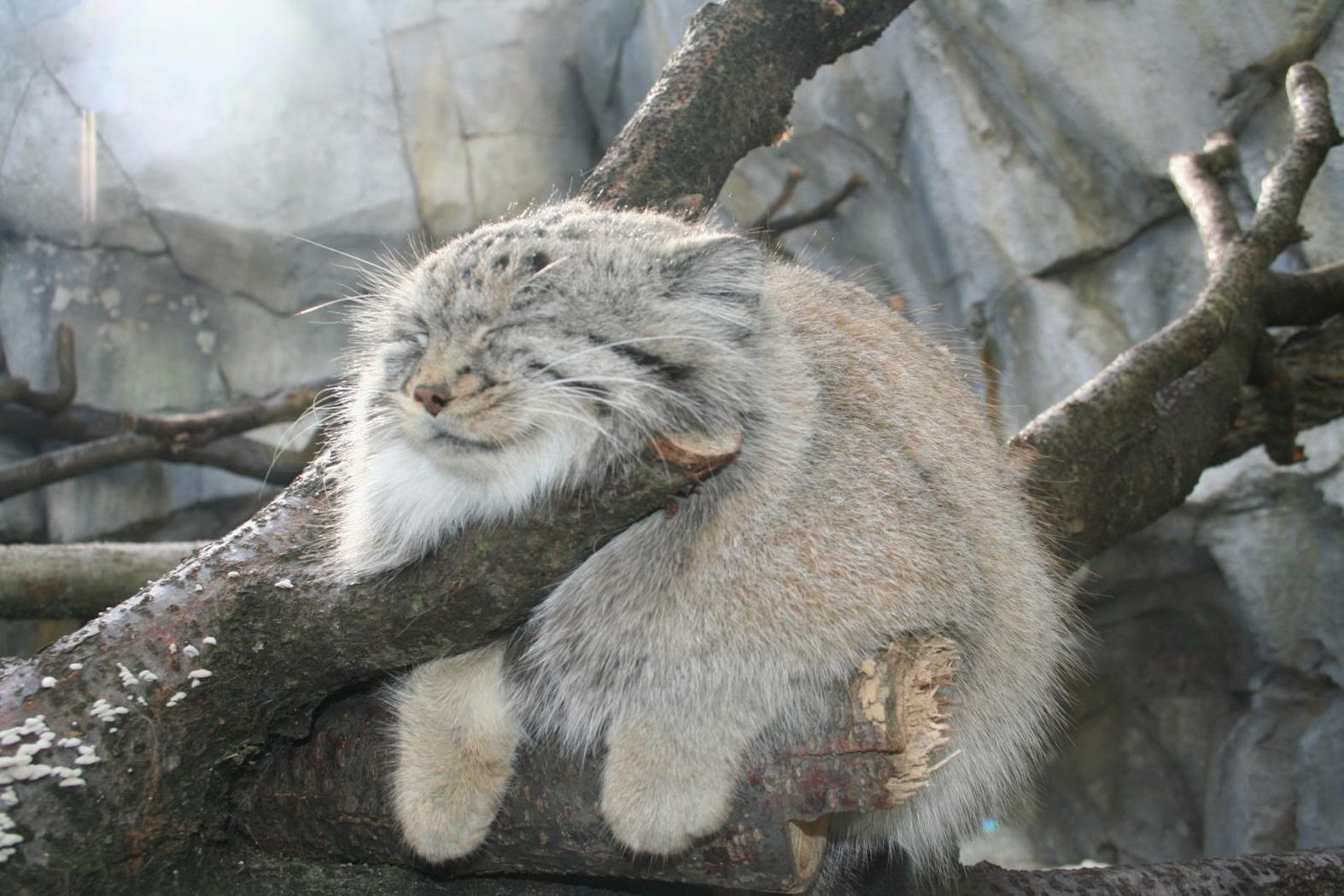 1574x1050 Pallas Cat Domesticated Wallpaper Cat Domestication Traces Back To Chinese Farmers 5300 Years Ago Image