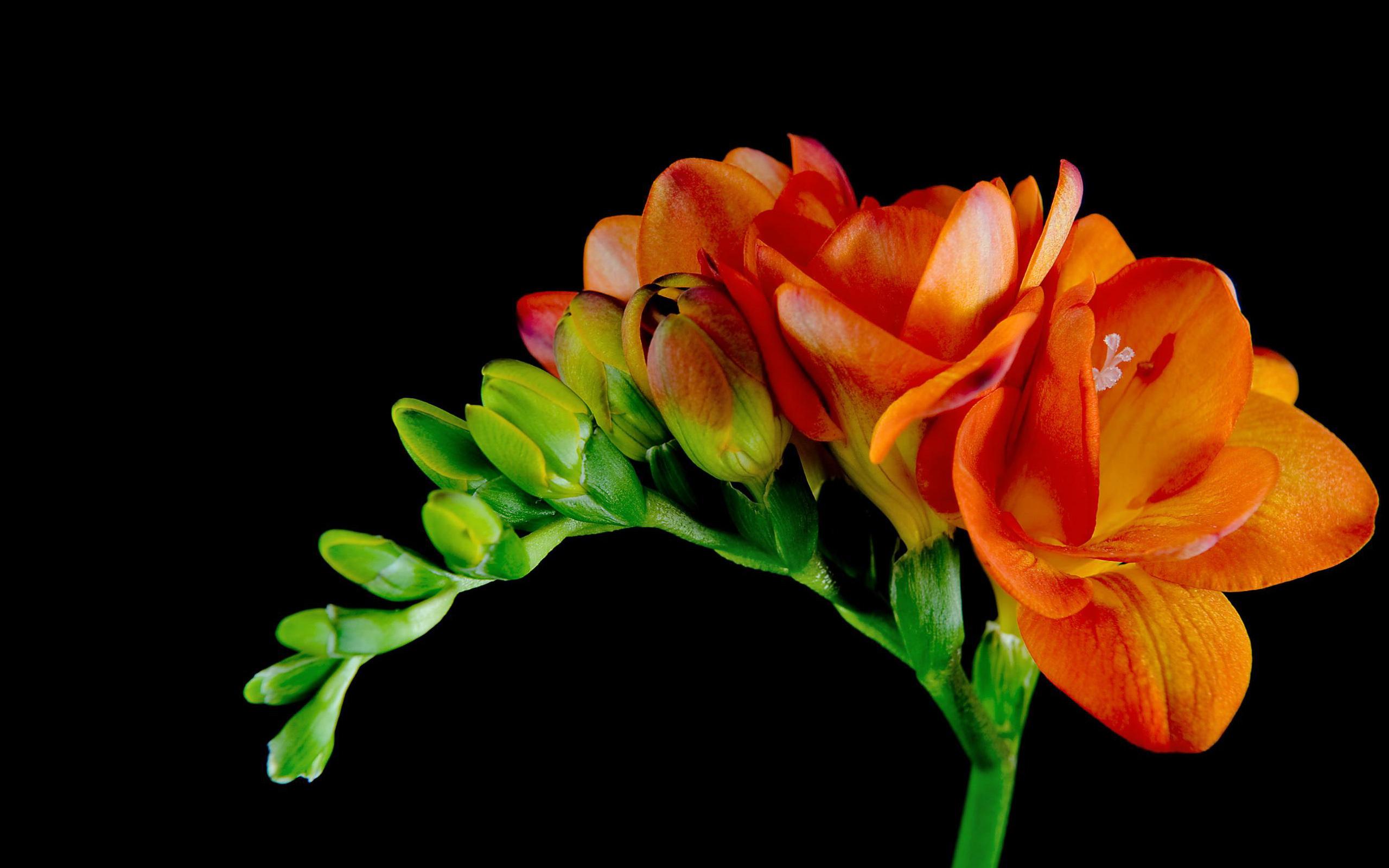 2560x1600 Download Orange Flower Freesia Nature
