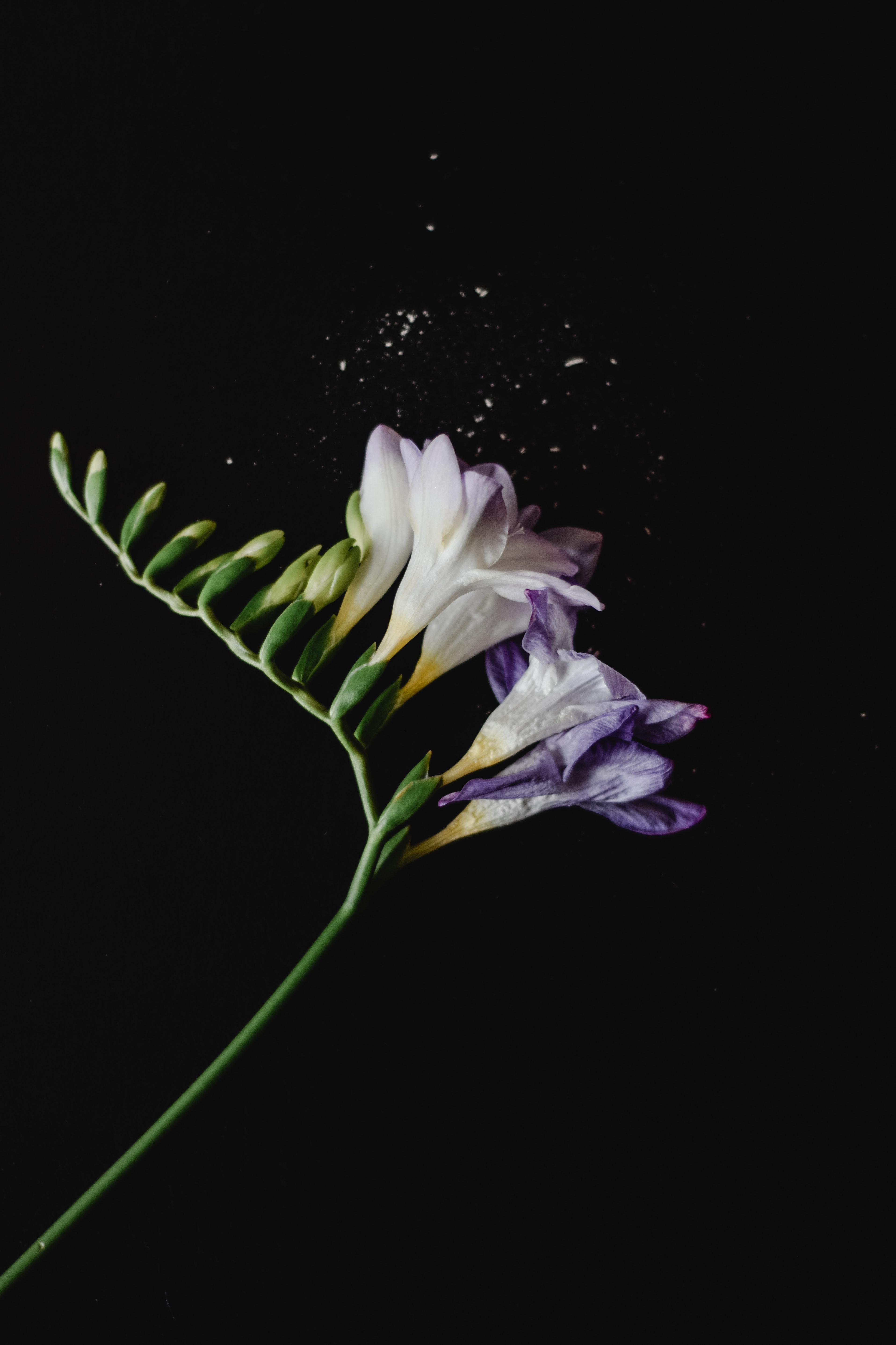 3832x5748 Freesia & HD Image