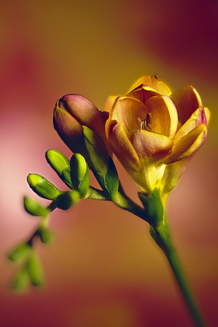 853x1280 Freesia Flowers Nature