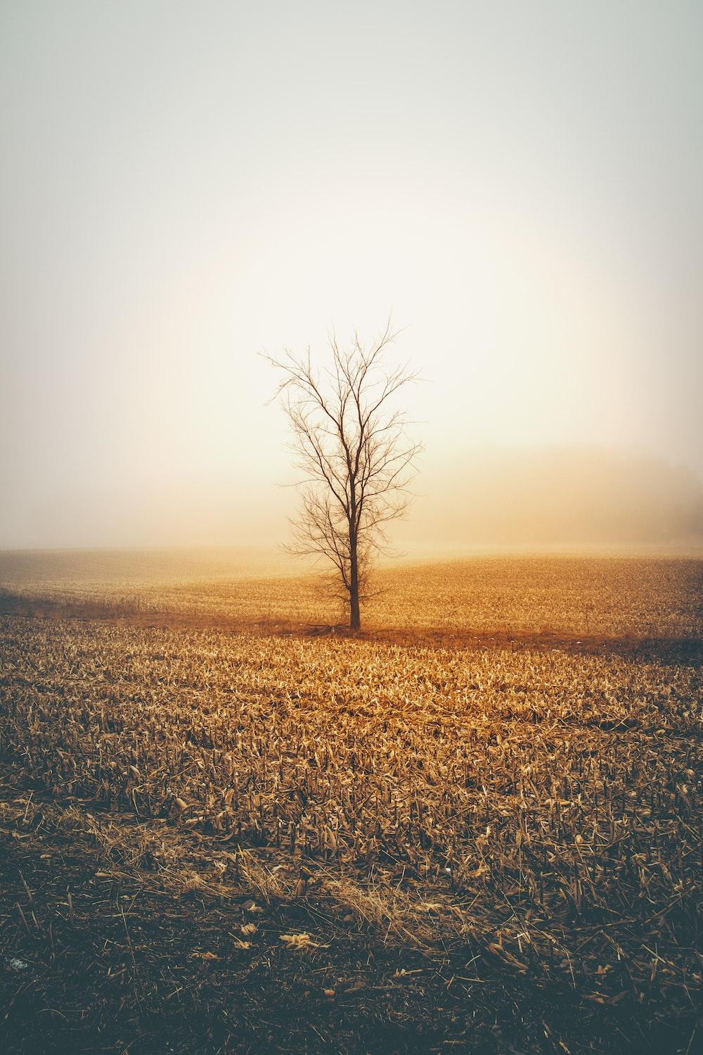 1000x1499 iPhone Wallpaper: Free HD Download [HQ]