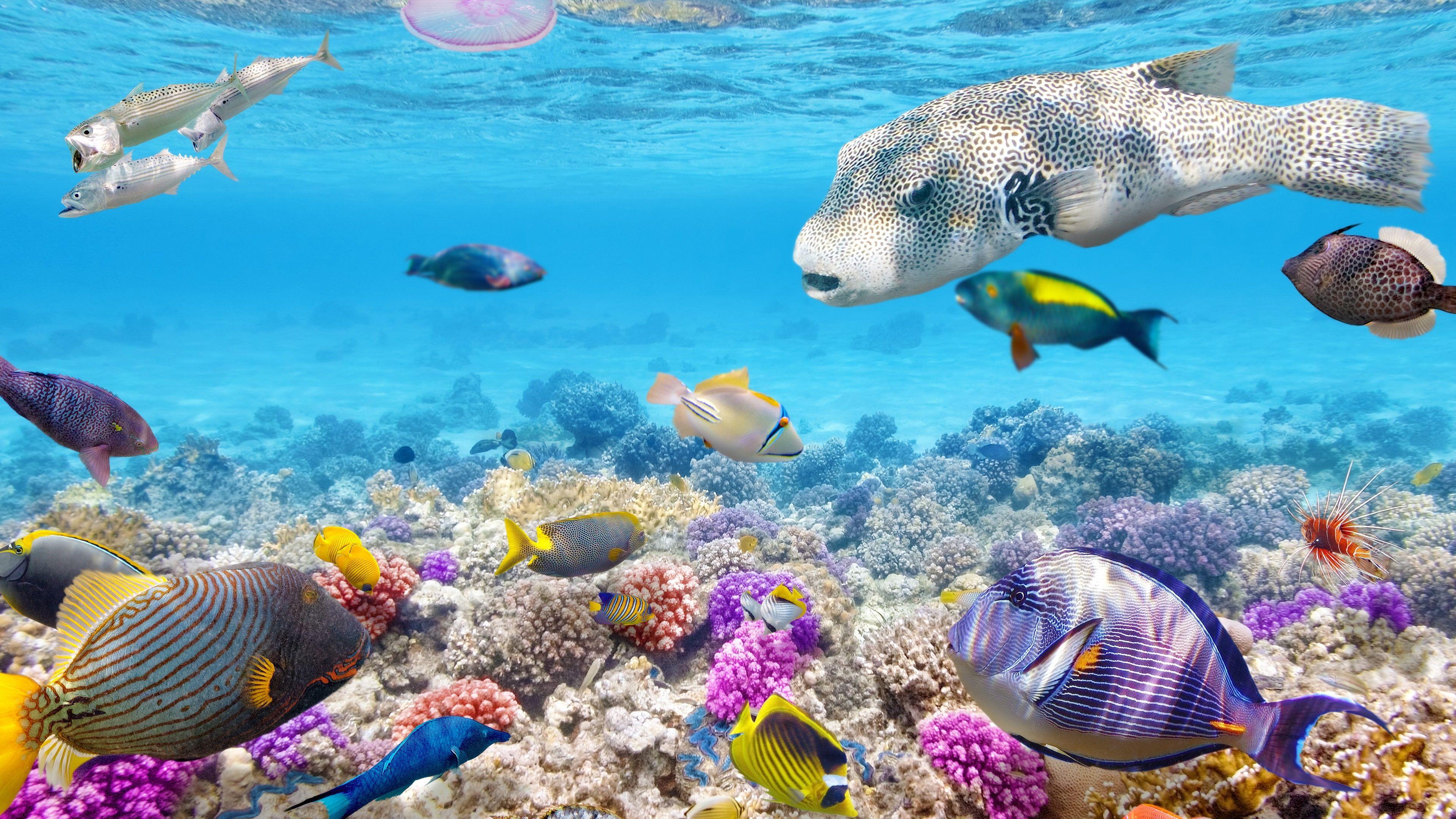 3840x2160 Tropical fishes underwater, coral reef, ocean #Tropical #Fishes #Underwater #Coral #Reef #Ocean K #wallpap. Sea life wallpaper, Ocean underwater, Fish wallpaper