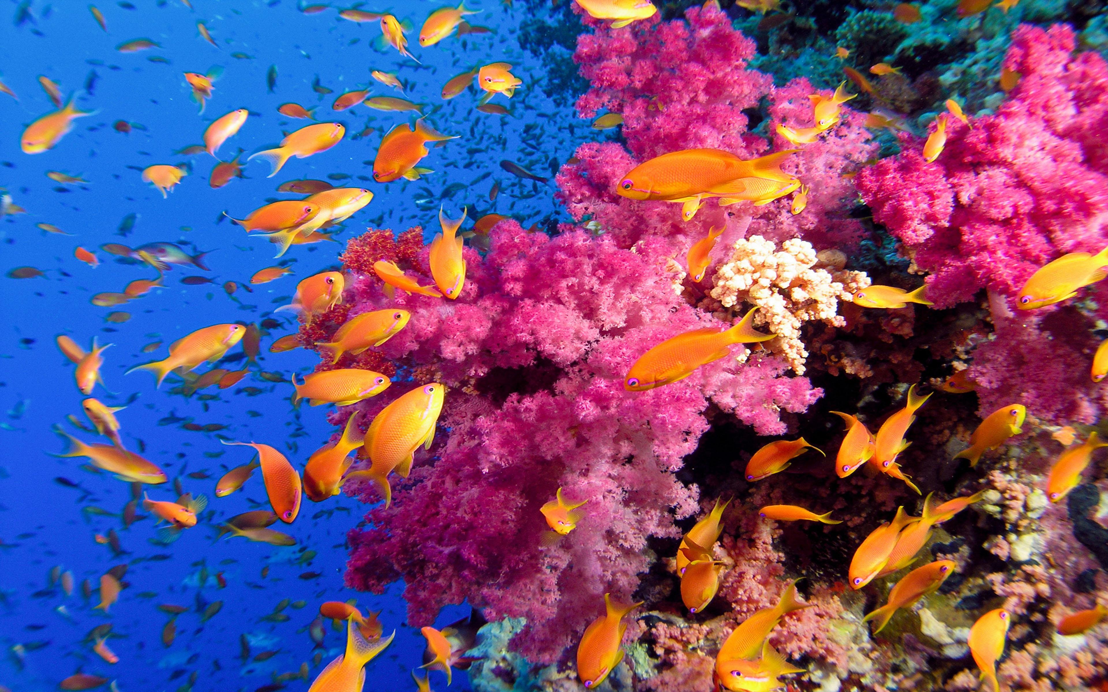 3840x2400 Ocean Sea Tropical Coral Reefs Orange Fish Wallpaper HD :