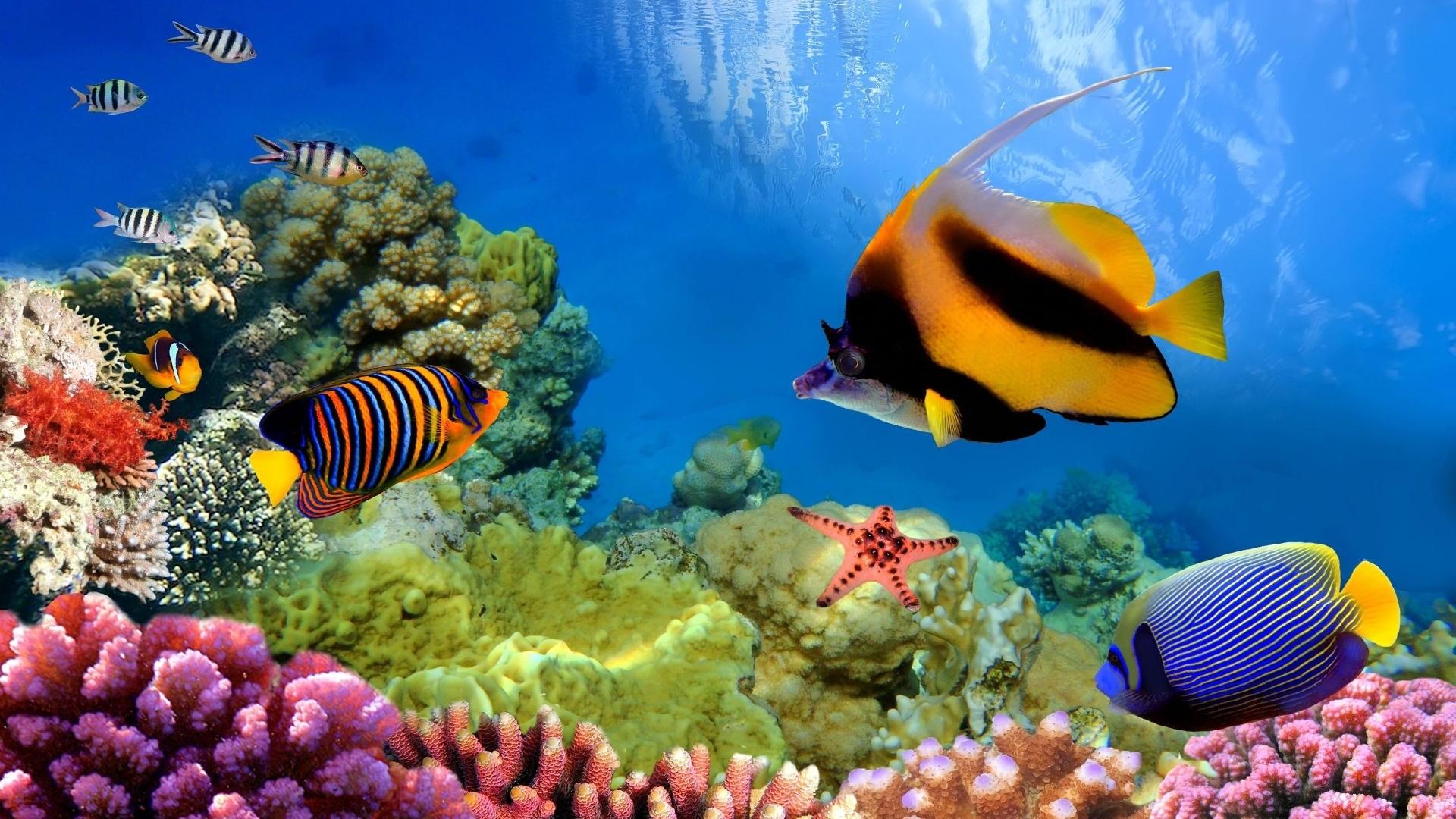 1920x1080 fish, sea, coral reefs, oceans, nature Gallery HD Wallpaper