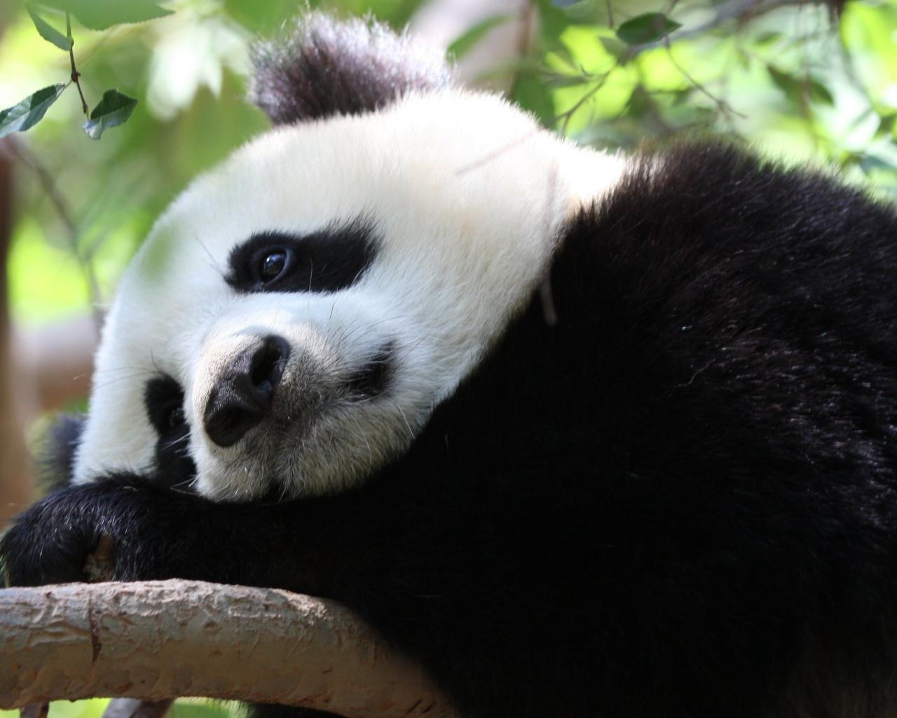 1280x1024 Sad panda Desktop wallpaper 1280x1024