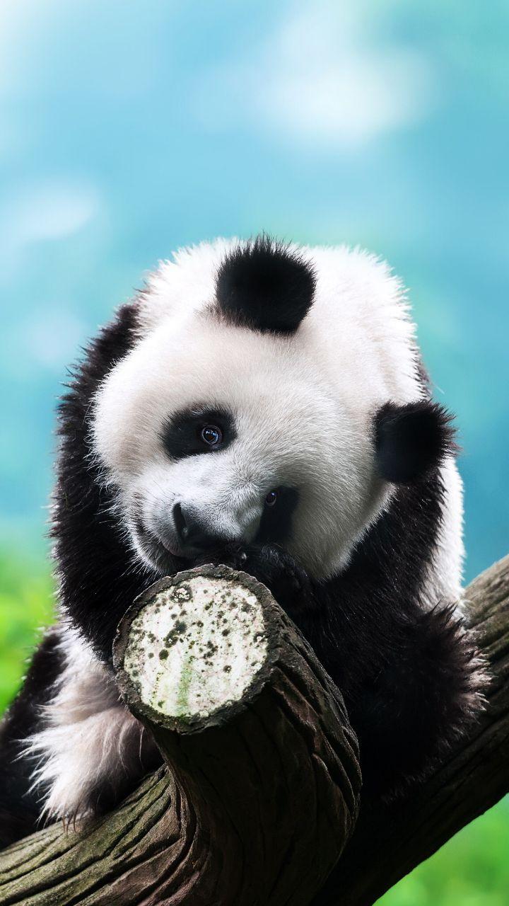 Sad Panda Wallpapers - Top Free Sad Panda Backgrounds - WallpaperAccess