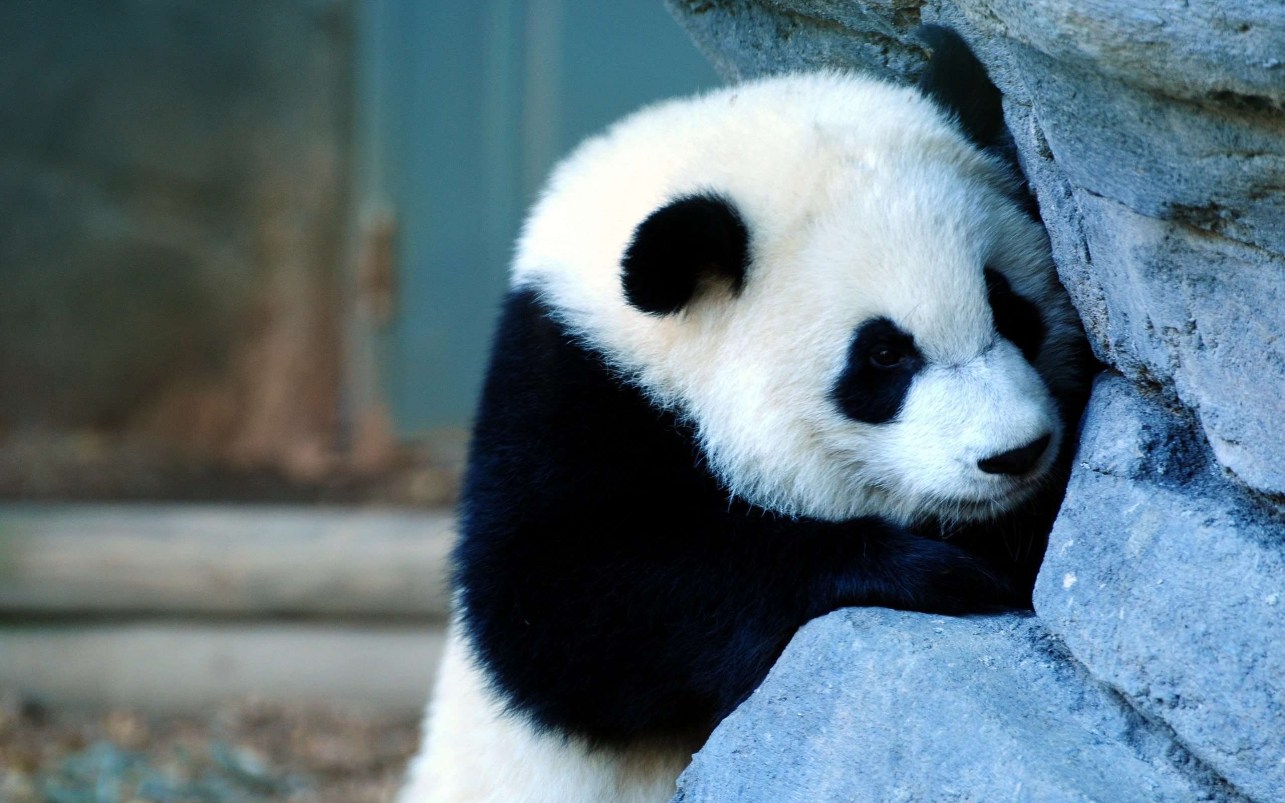 2560x1600 Panda Desktop Background