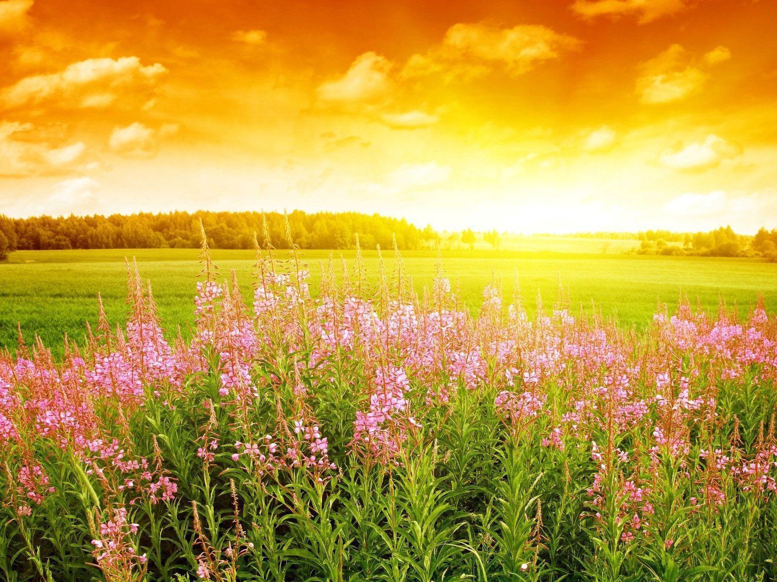 1600x1200 Summer Flowers Wallpaper