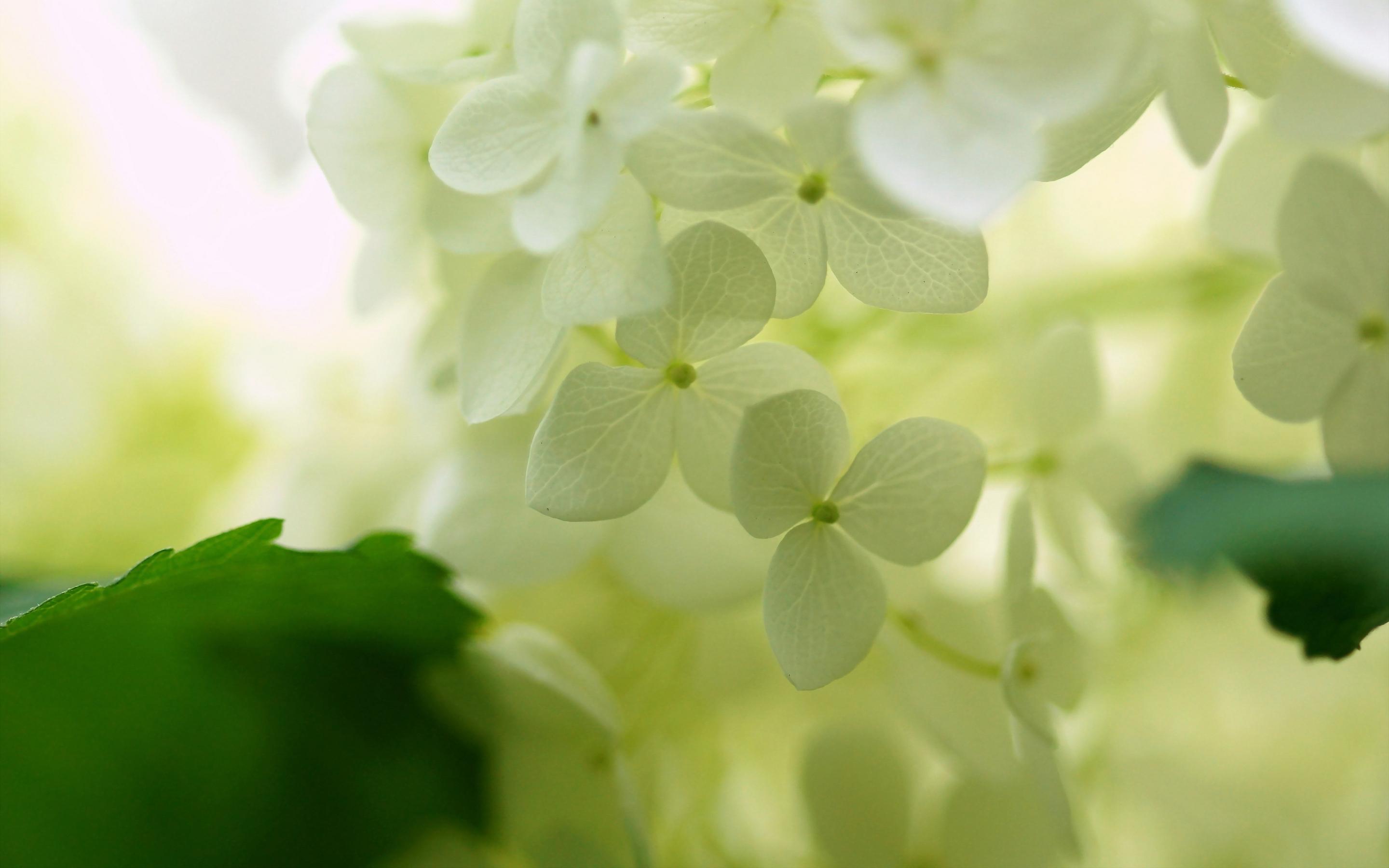 2880x1800 Hydrangea late summer