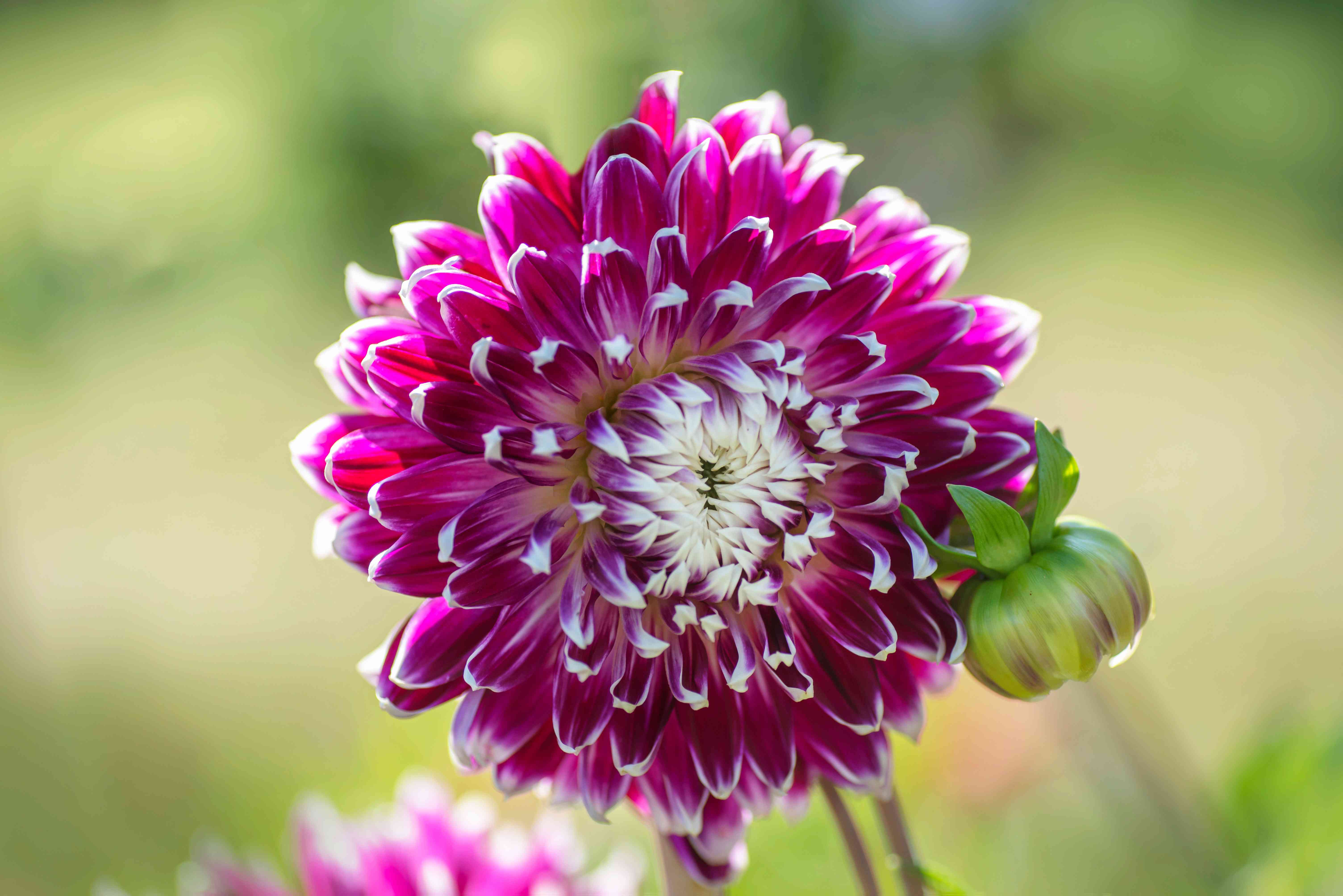 6016x4016 Flowering Plants With Large Blooms
