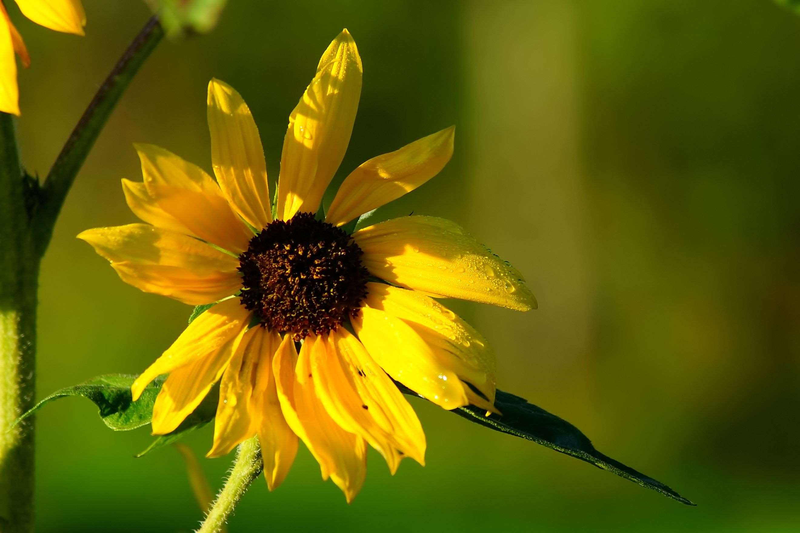 2640x1760 background, beautiful, bloom, blossom, bokeh, bright, close, flower, garden, late summer, nature, plant, sun flower, sweet, yellow, yellow flower
