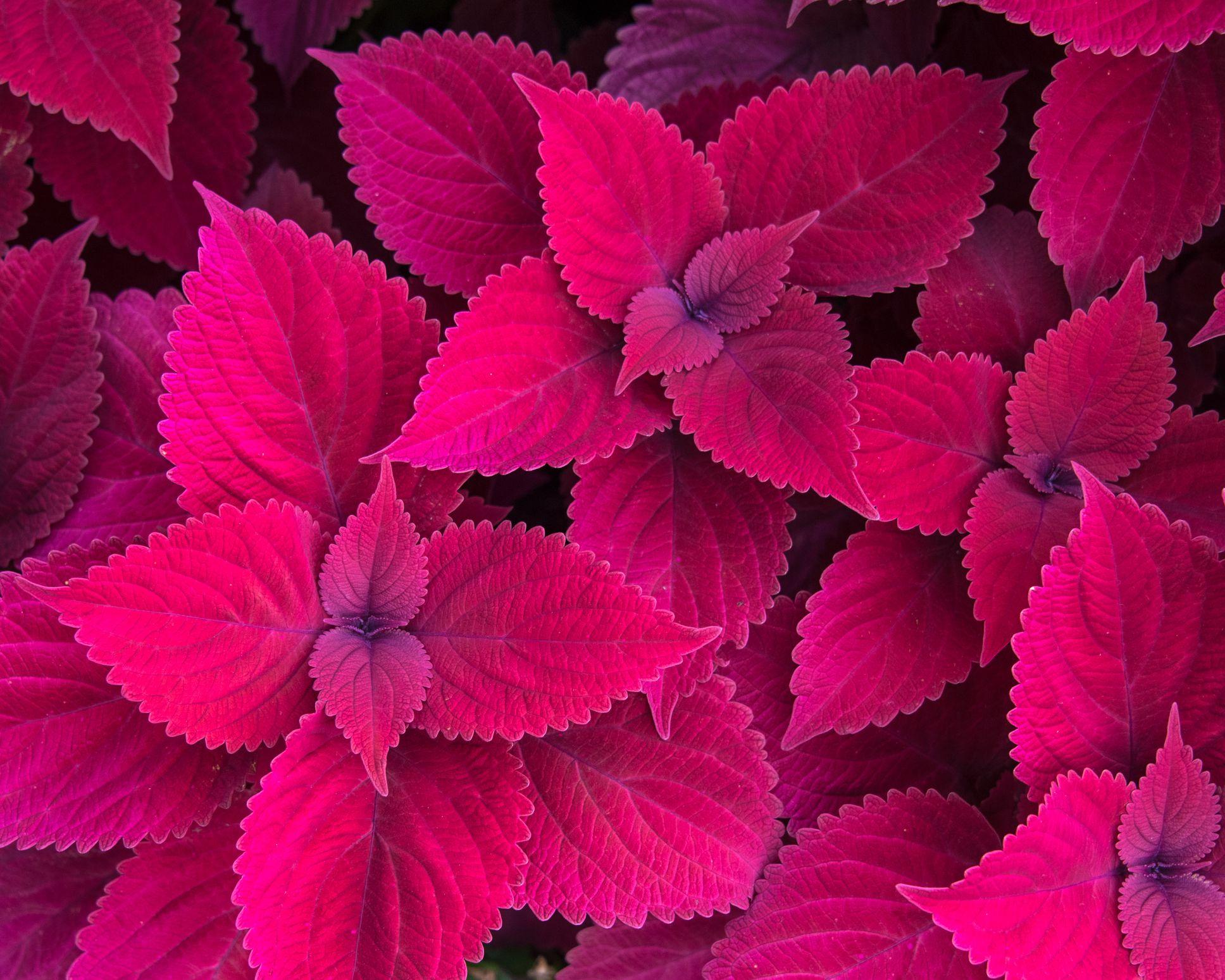 Late Summer Flowers Wallpapers Top Free Late Summer Flowers