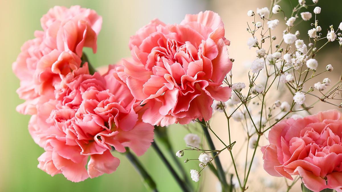 1200x675 Summer Flowers and Plants: A Guide