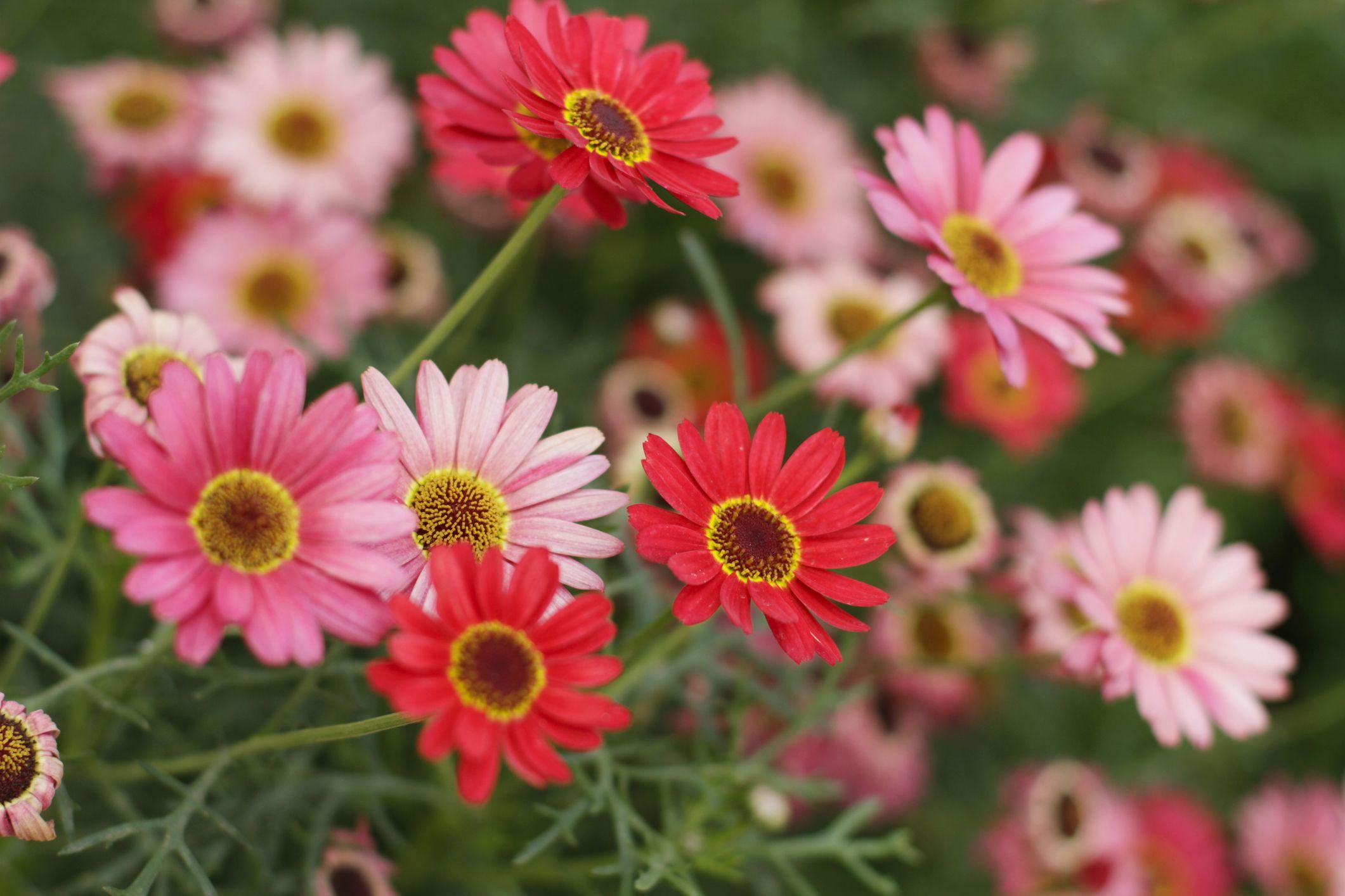 2121x1414 Best Red Flowers for Gardens Perennials and Annuals