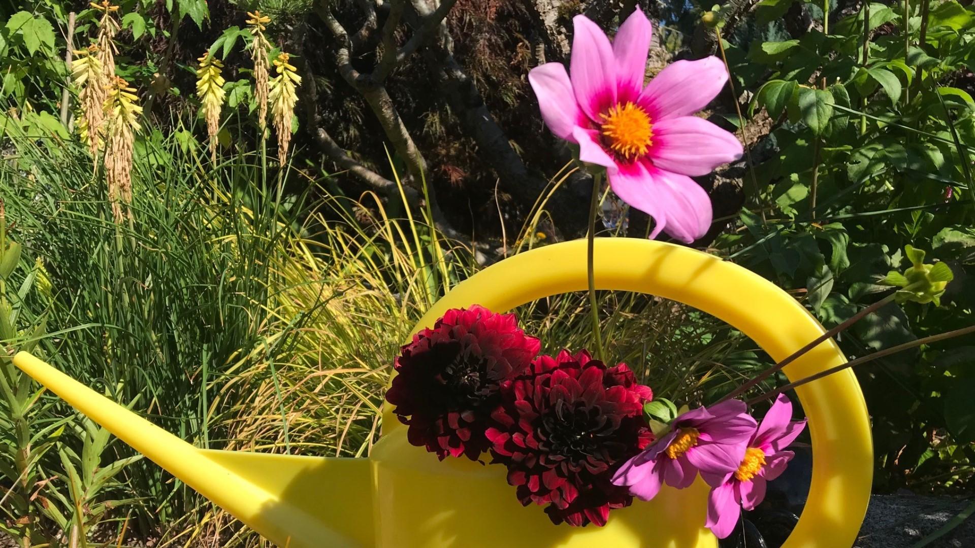 1920x1080 Do this to your dahlias for late summer blooms