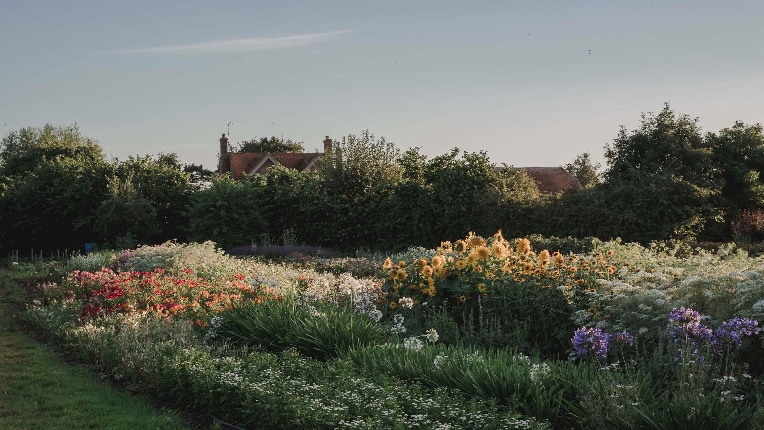 2560x1440 Growing Half Hardy Annuals And Late Summer Perennials Cut Flowers. House & Garden