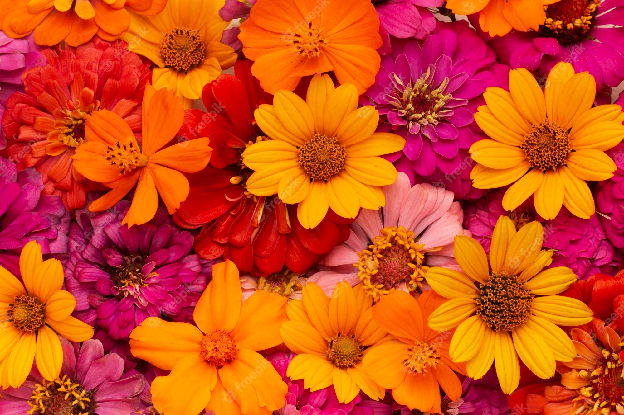 2000x1333 Flower Wallpaper Image