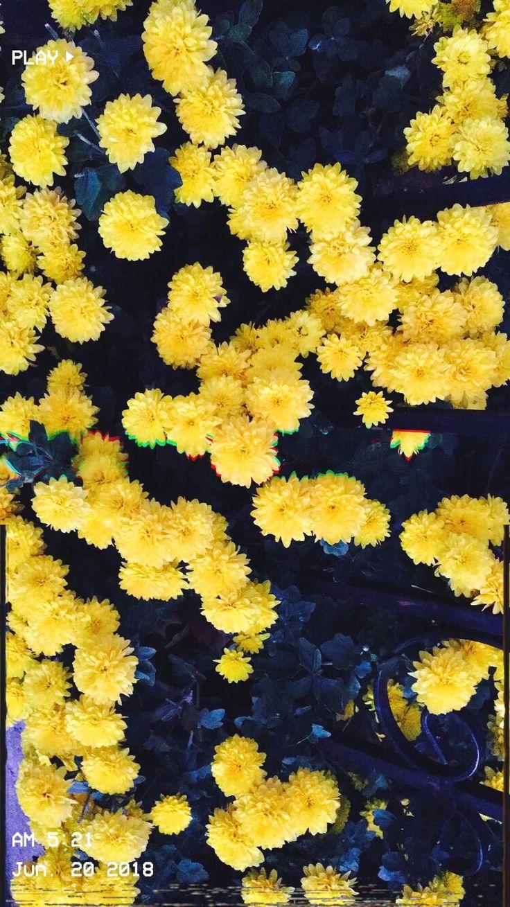 736x1309 Photo by me☺️. Yellow colour scheme, Late summer flowers, Yellow wallpaper