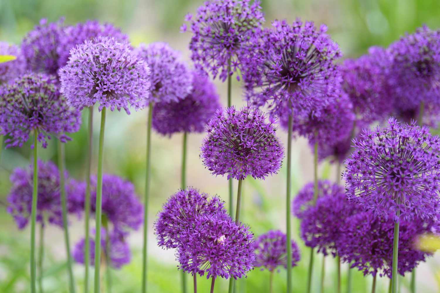 1500x1001 Beautiful Flowers That Bloom