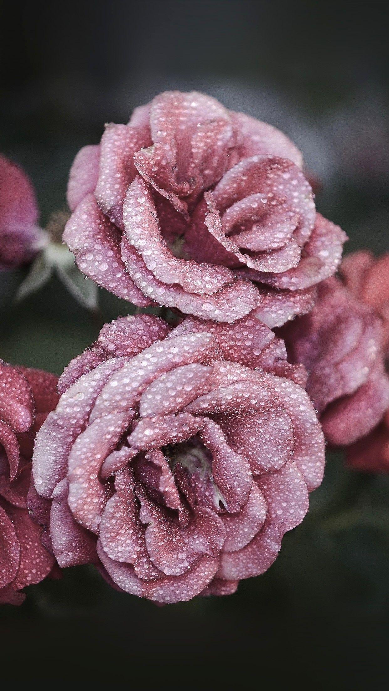 1242x2208 Rose Gold Wallpaper