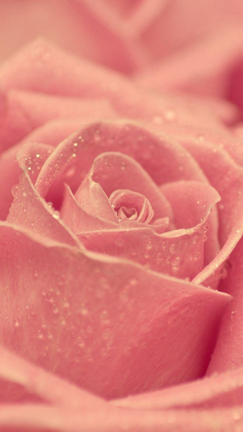 800x1420 Download Wallpaper 800x1420 Rose, Petals, Light, Drops Iphone Se 5s