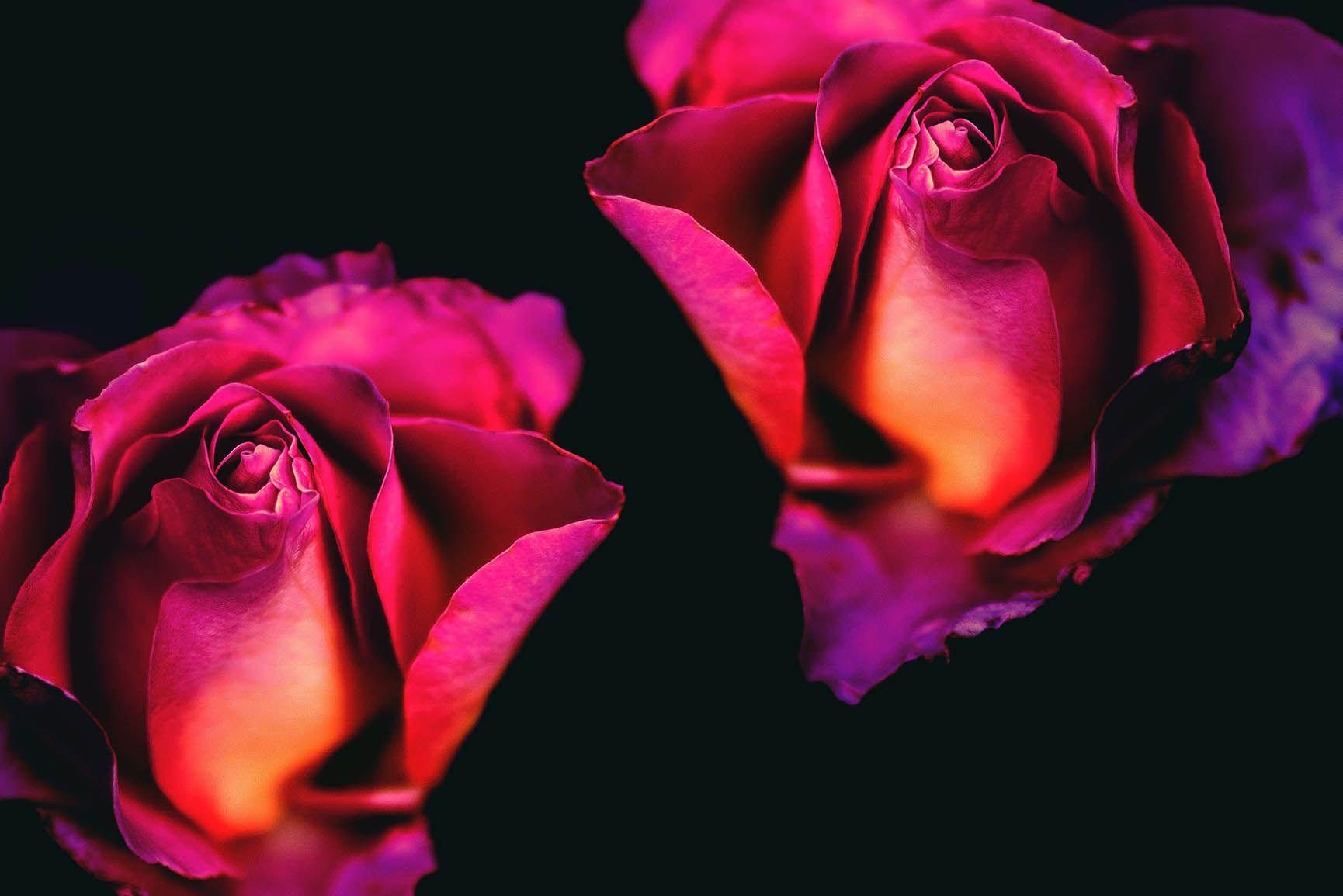 Romantic Rose Wallpapers  Top Free Romantic Rose Backgrounds   WallpaperAccess