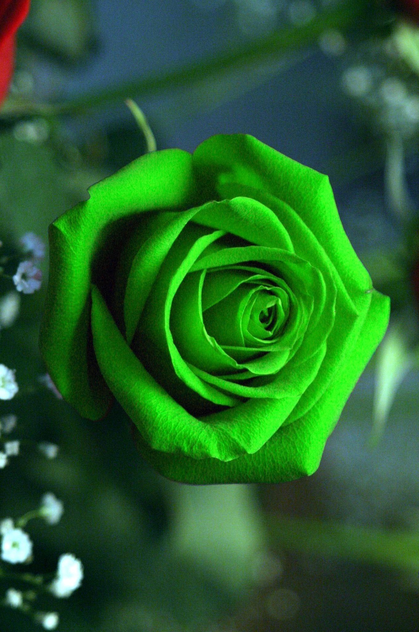 Green Rose - Flowers & Nature Background Wallpapers on Desktop Nexus (Image  1993131)