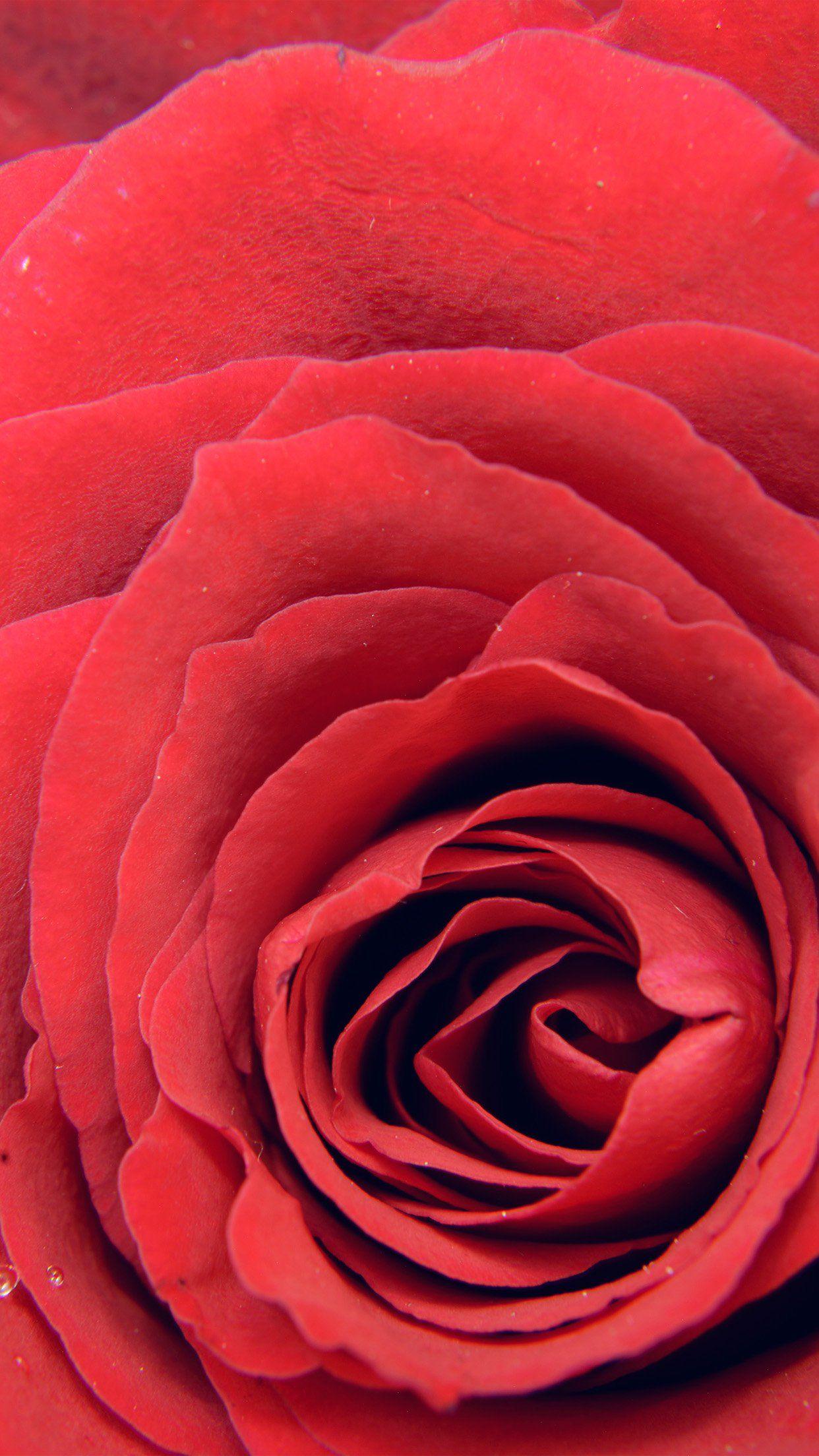 1242x2208 iPhone7 wallpaper. rose red flower nature love