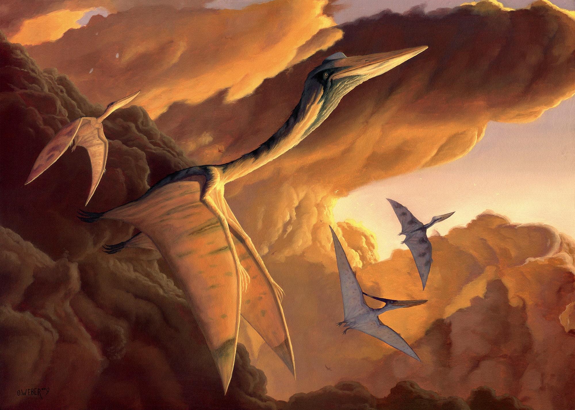 Quetzalcoatlus Wallpapers - Top Free Quetzalcoatlus Backgrounds 