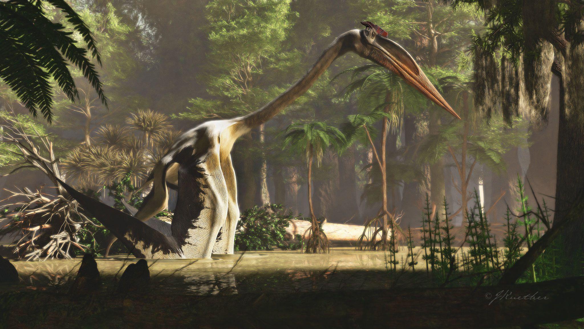 2048x1152 Pterosaurs could launch themselves 8 feet to soar