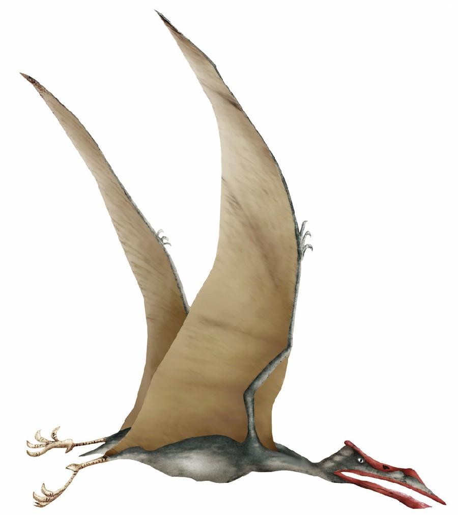900x1011 Quetzalcoatlus Picture & Facts Dinosaur Database