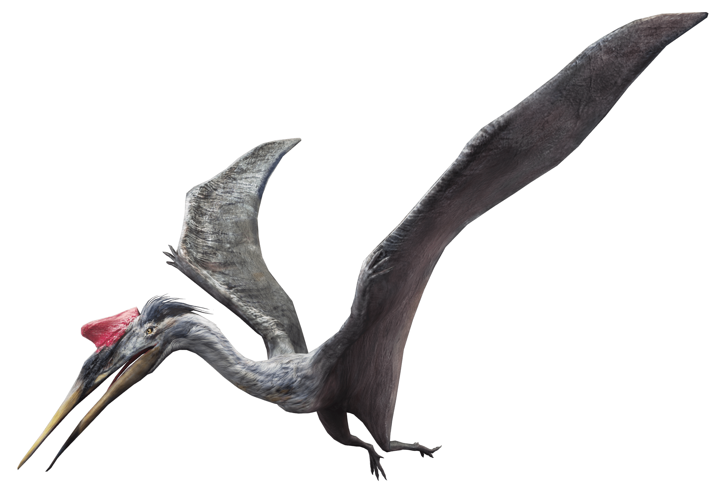 2443x1653 Quetzalcoatlus JW: A