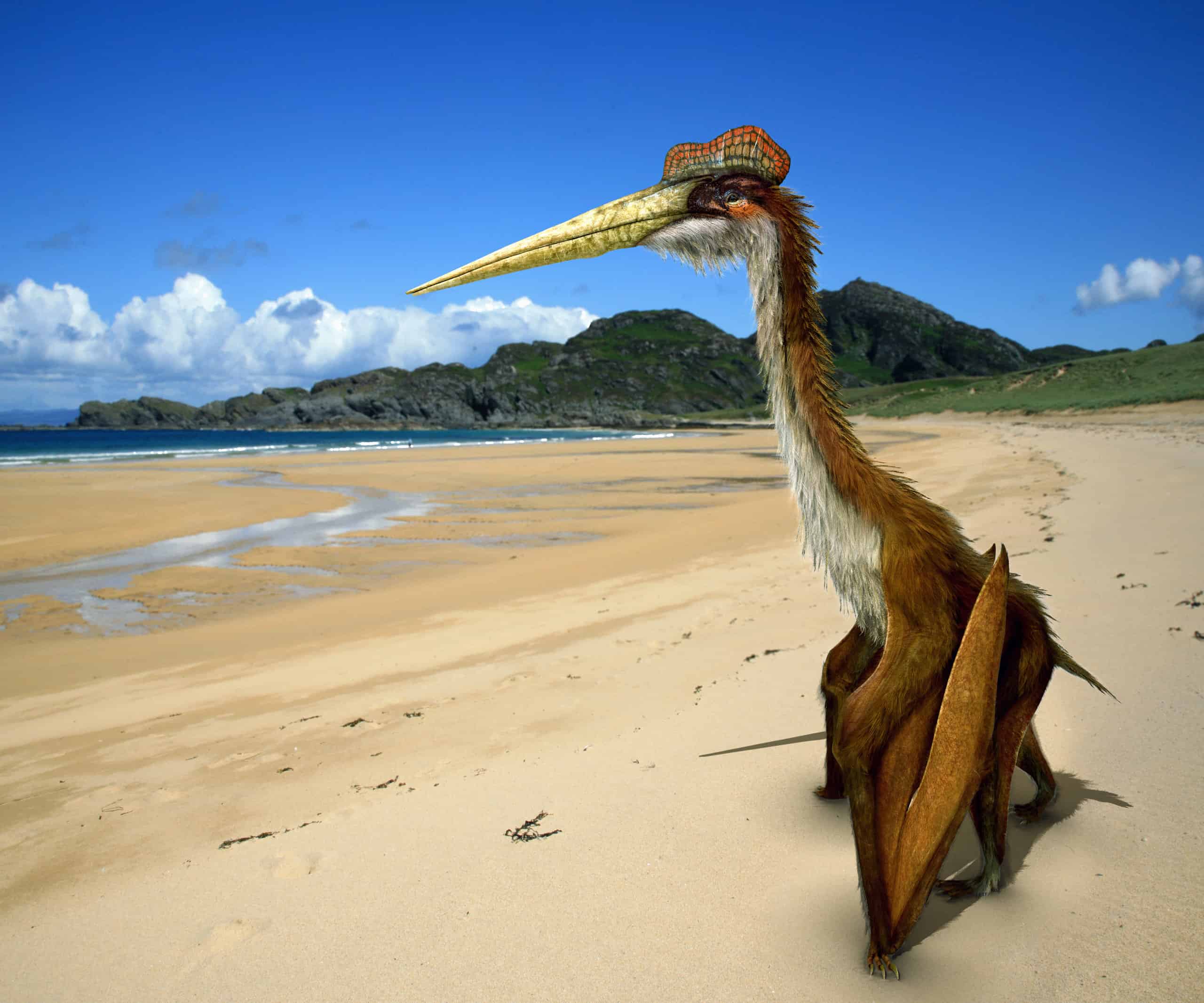 2560x2131 Quetzalcoatlus northropi Animal Facts