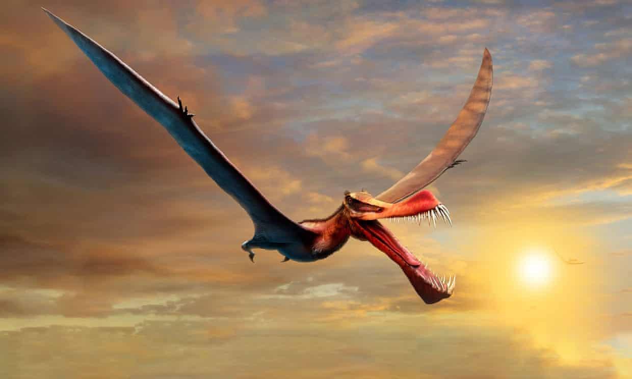 1240x744 Giant, Dragon Like, Flying Reptile Fossil Discovered In Australia. Smart News. Smithsonian Magazine